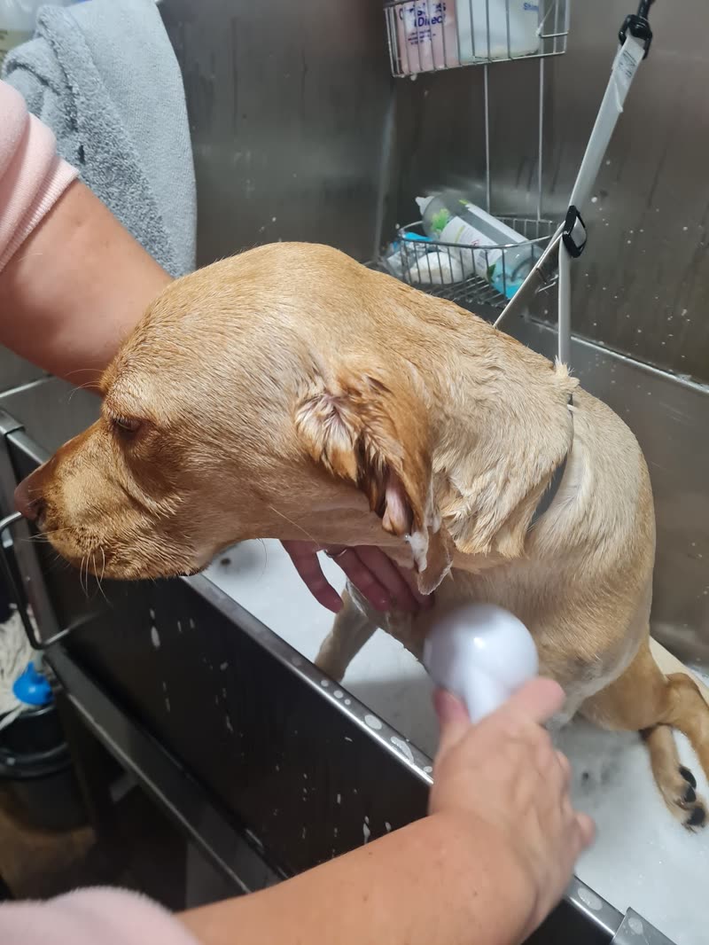 A groomer's hands blast-drying a golden cocker spaniel in the stainless steel bath