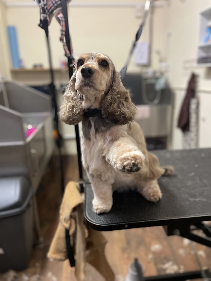 A cocker spaniel sitting on the black grooming table, held by a grooming loop