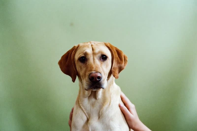 A labrador standing calmly while being handled