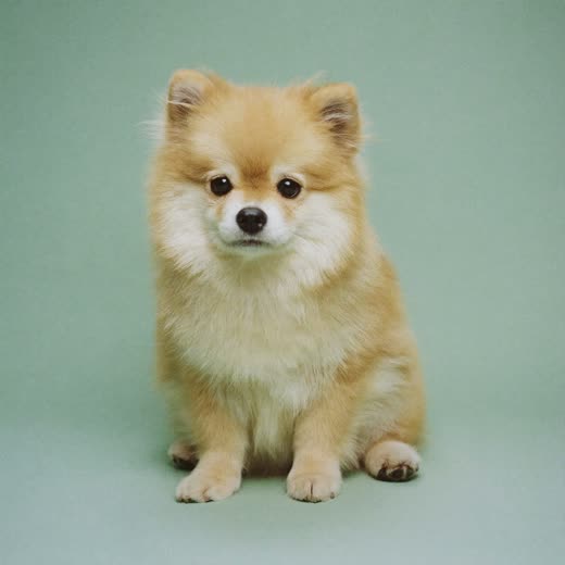 A freshly trimmed small dog after a full groom
