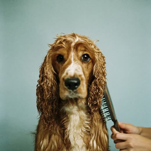 A wet spaniel mid bath and blow dry