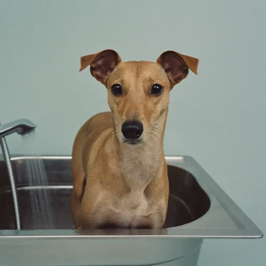 A dog standing in a stainless steel wash tub